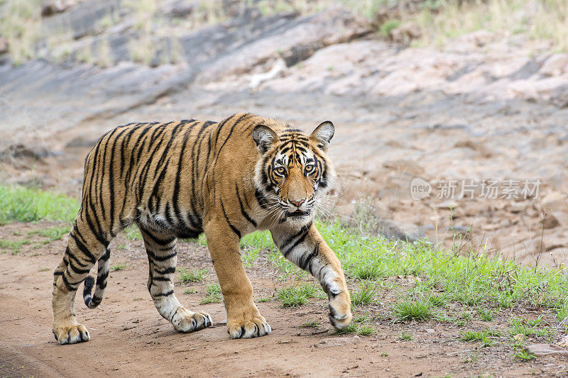 幼年孟加拉虎(Panthera tigris tigris)，野生动物拍摄